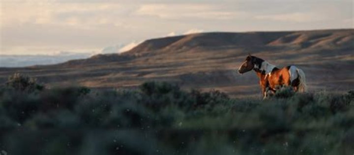 Are horses bad for the environment?