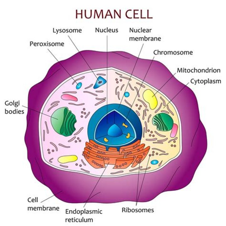 Are humans made of animal cells?