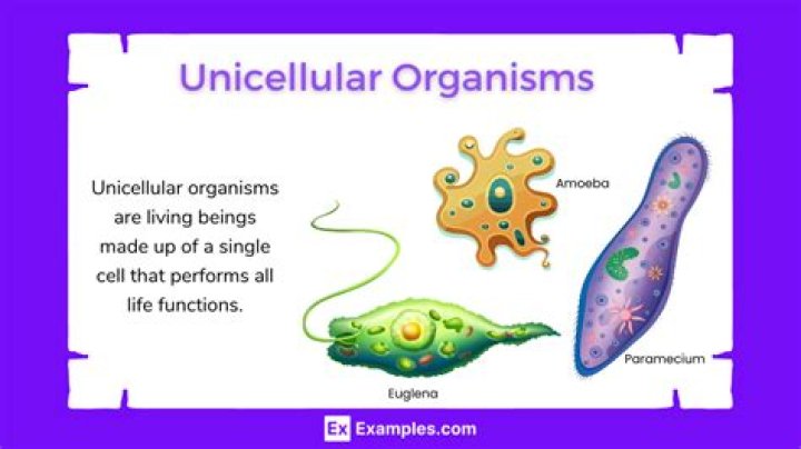 Are organisms with only one cell?