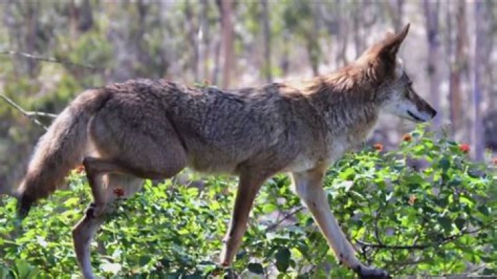 Are there coyotes in Flagstaff?