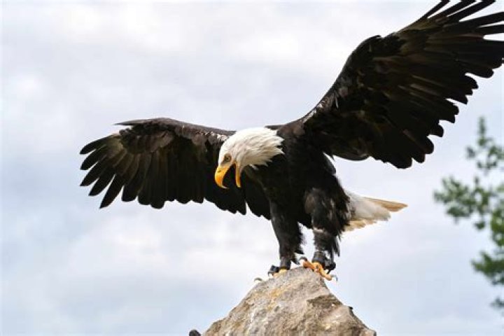 Can a bald eagle be a pet?