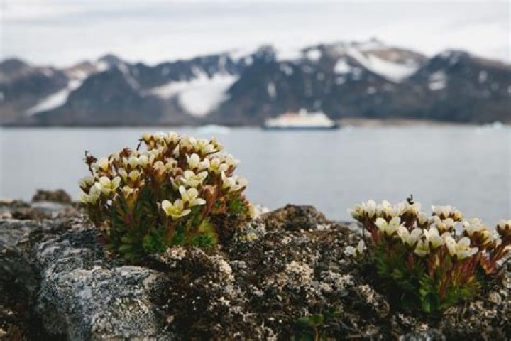 Can you live in the Arctic tundra?