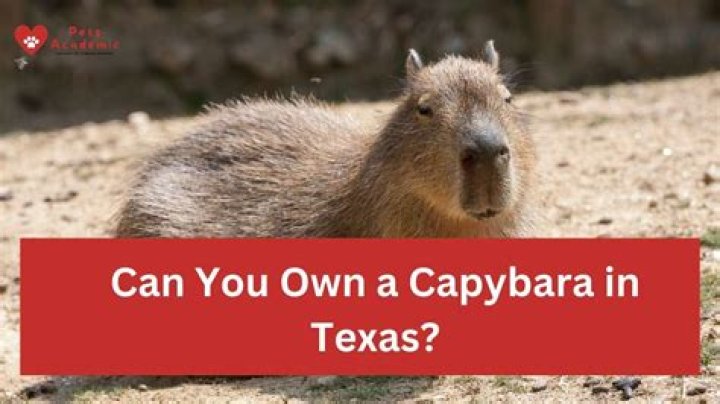 Can you own a business while in the Army?