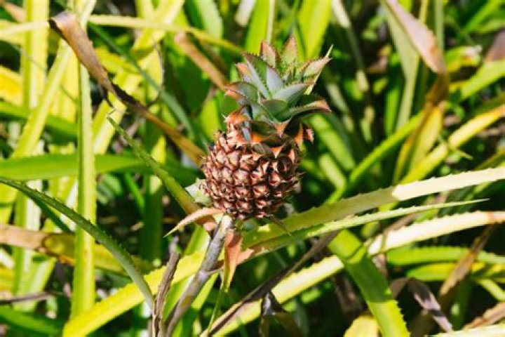 Can you take pineapple on the plane from Hawaii?