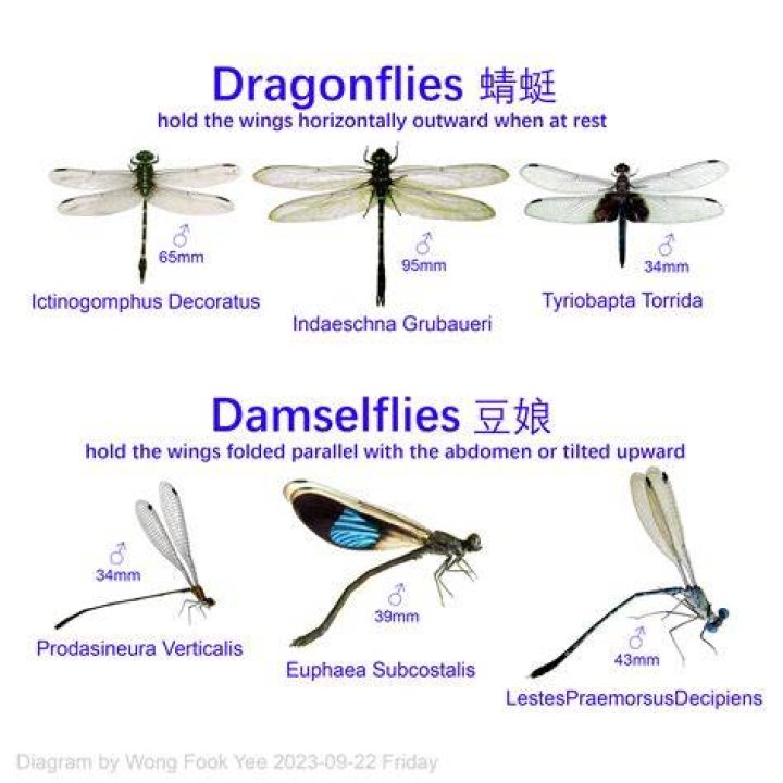 Do dragonflies die in the cold?