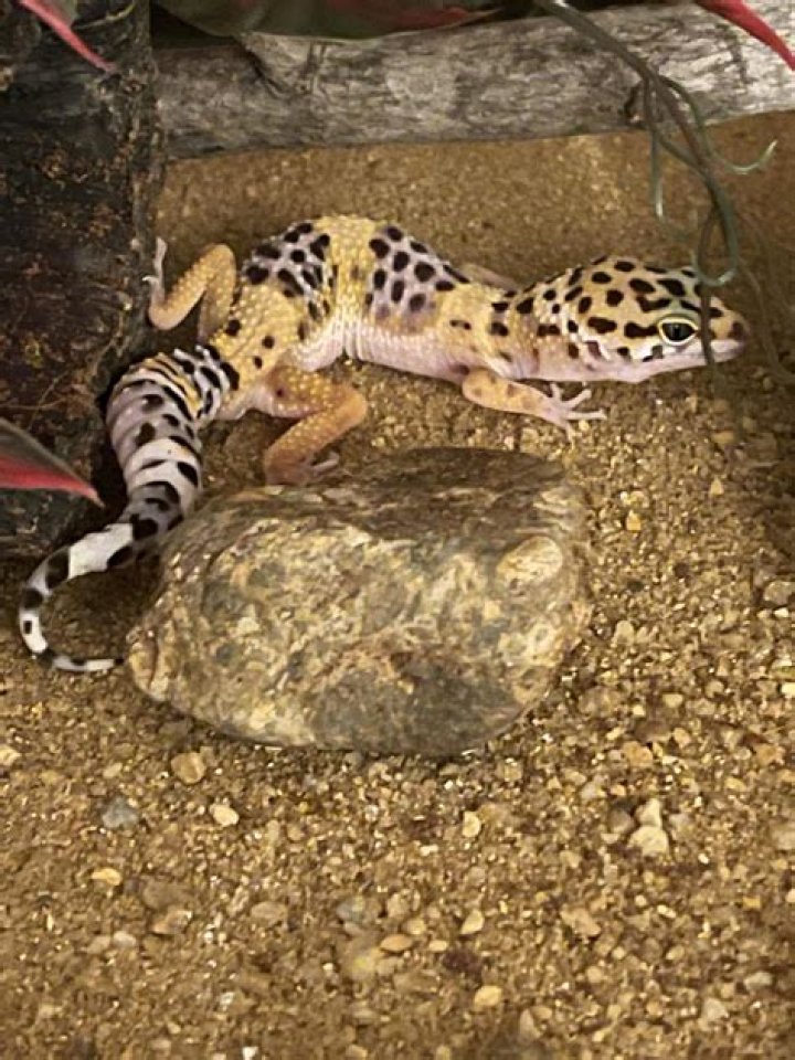 Do leopard geckos get along with cats?