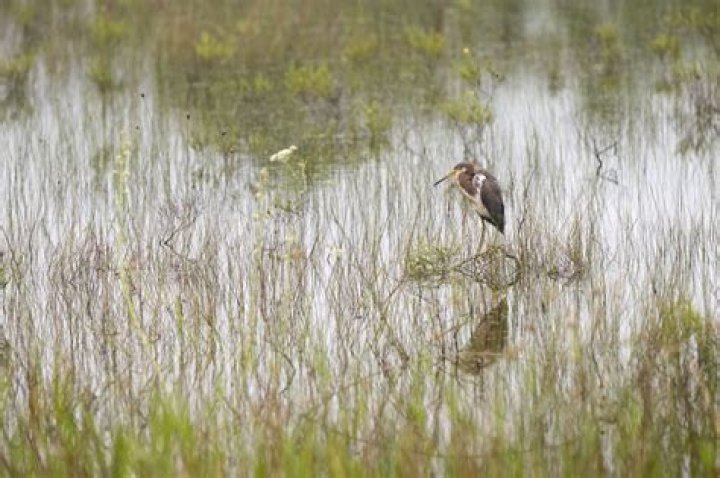 Does Miami have wetlands?