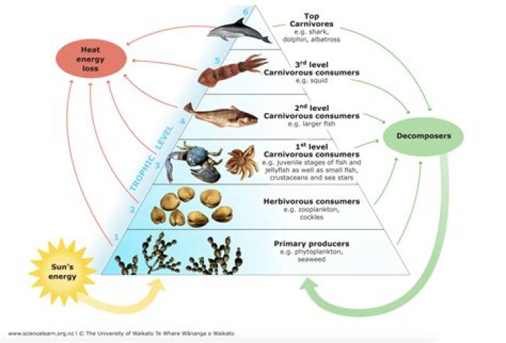 How are heterotrophs and consumers different?