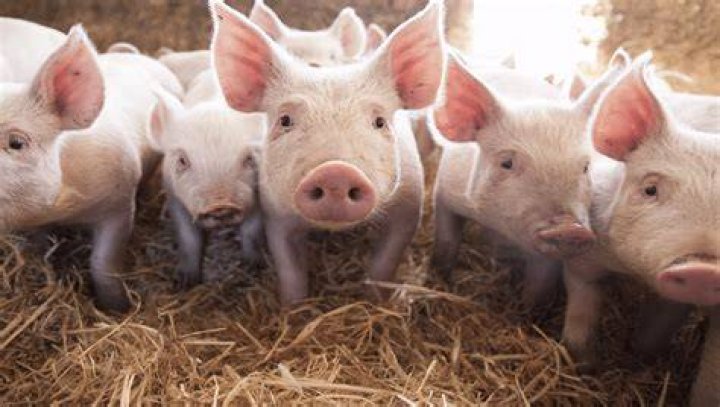 How do pigs walk?