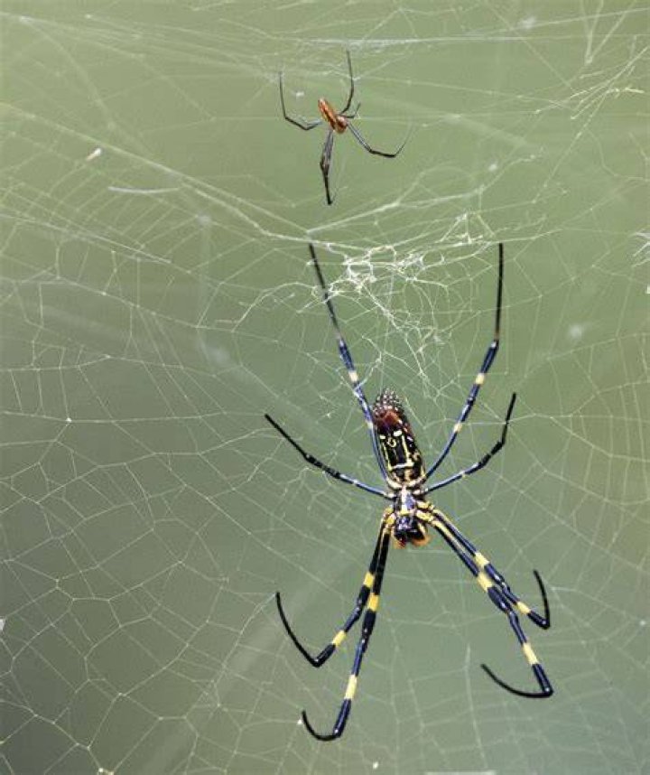 How do spiders sense prey?