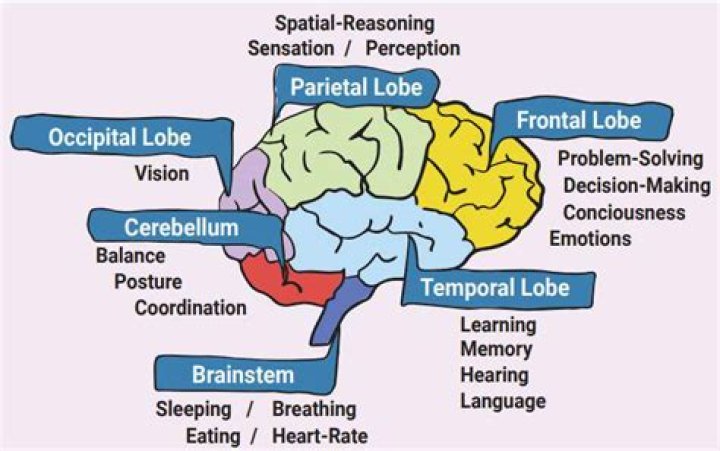 How exactly does the brain work?