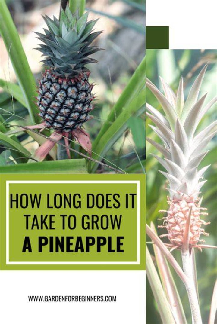 How long does it take to grow 1 pineapple?