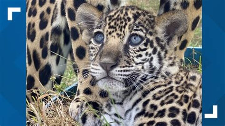 How many babies do jaguars lay?