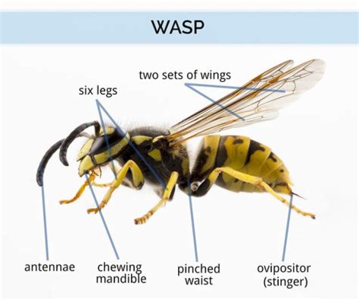 How many legs does a wasp have?