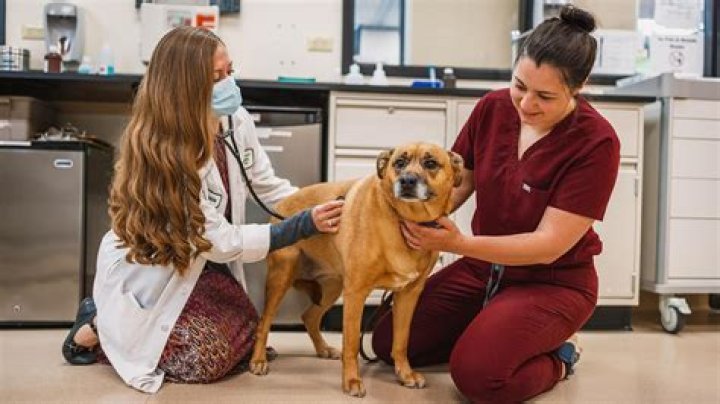 How much a vet makes in NYC?