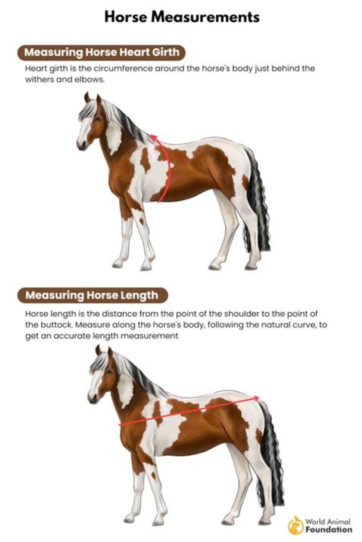 How much does the average horse rancher make?