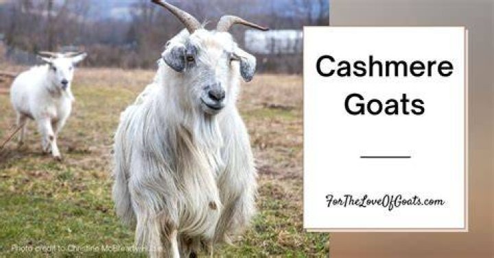 Is raising cashmere goats profitable?