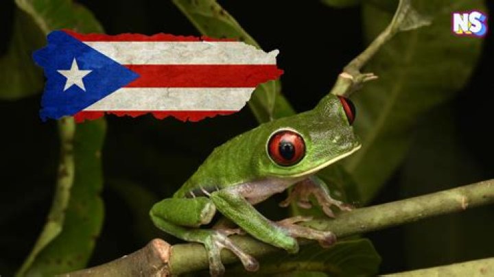 Is US money the same in Puerto Rico?