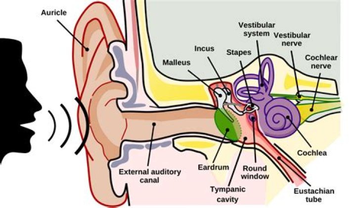 Is visual or auditory information better remembered?