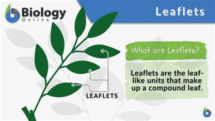 What are advantages of leaflets?