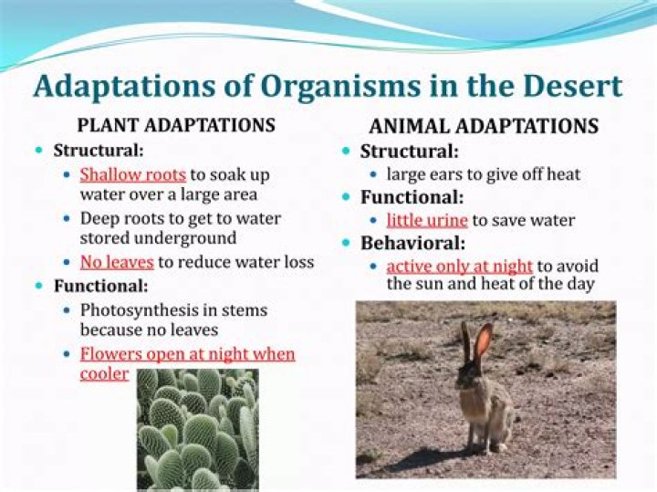 What are some animal adaptations in the chaparral?