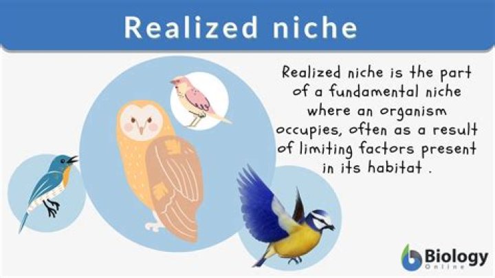 What are some examples niches?