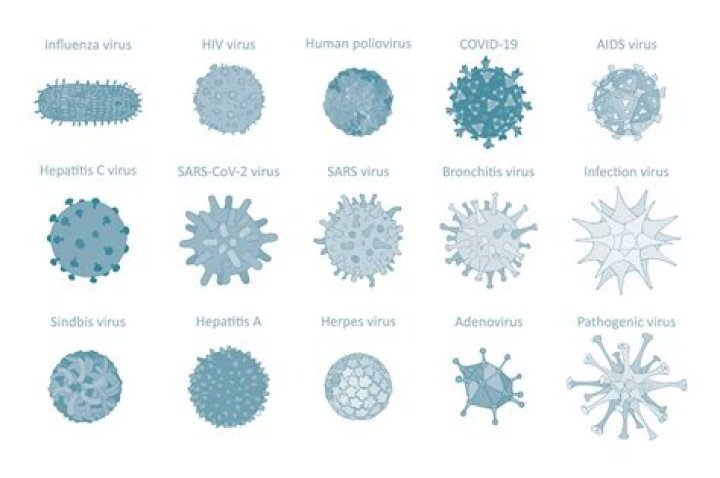 What are the 5 types of viruses?