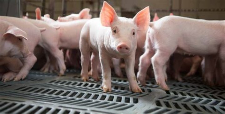 What are the advantages of swine farming?