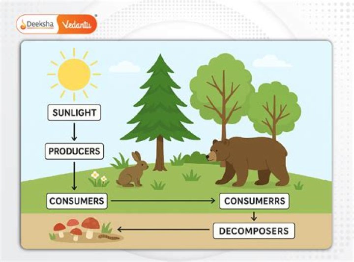 What are the differences between the producers and consumers?