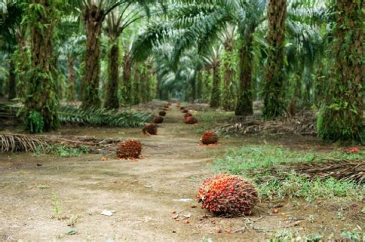 What are the impacts of palm oil plantations in Indonesia?