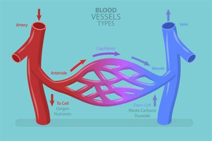 What are the three types of liens?