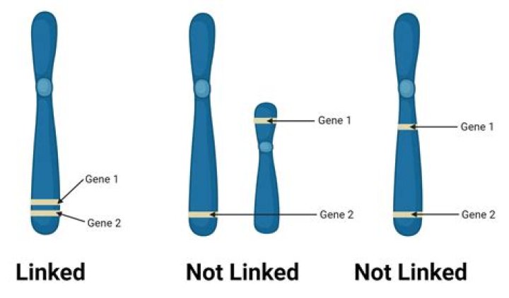 What are the two types of linkage industry?