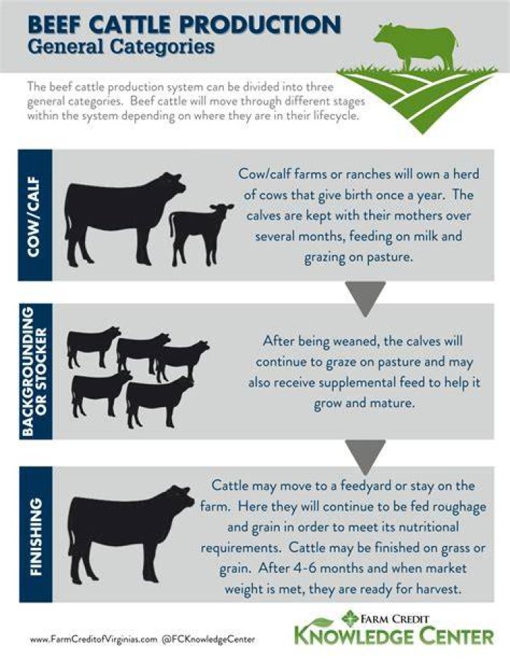 What caused the decline of the cattle business in the late 1800s?