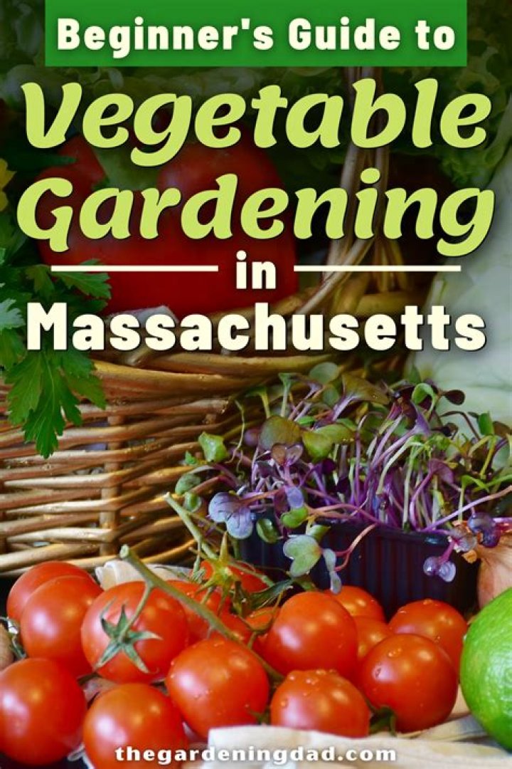 What did they grow in Massachusetts?