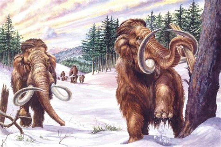 What did woolly mammoths eat in the winter?