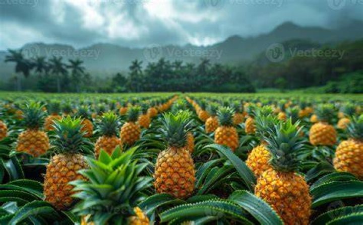 What do they call pineapple in Hawaii?