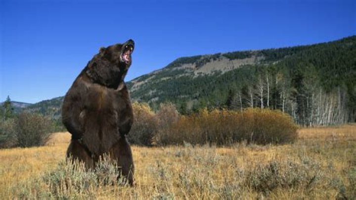 What does a grizzly bear use for shelter?