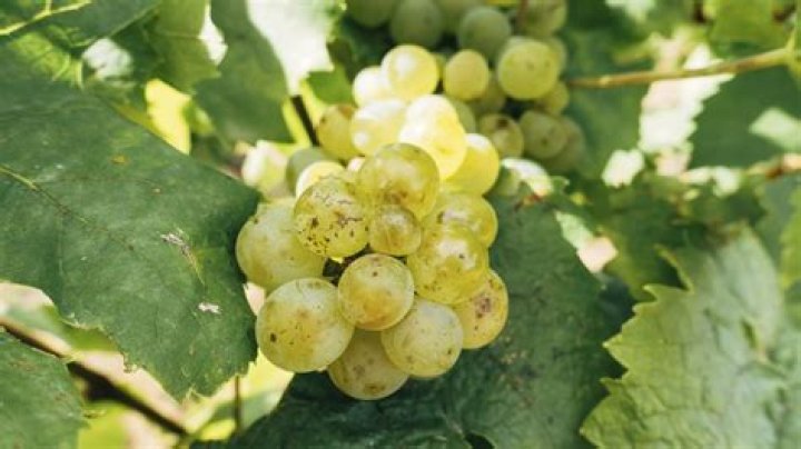 What grape is Fiano similar to?