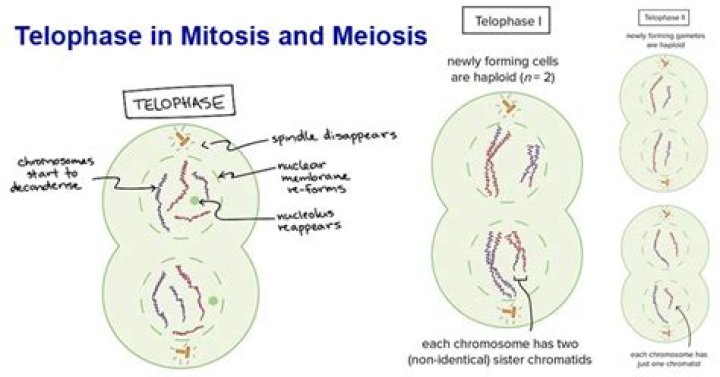 What happens during telophase II of meiosis?