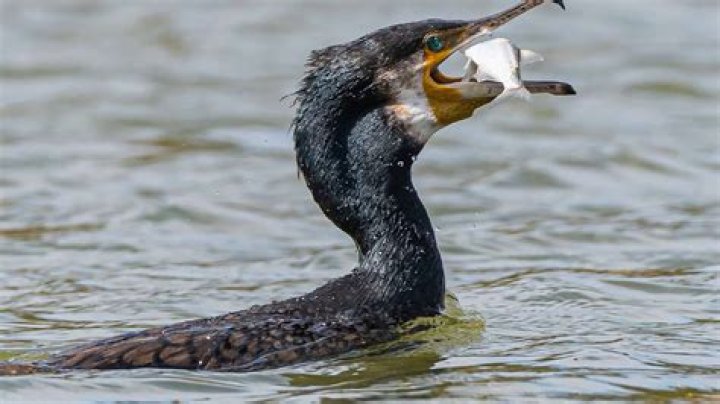 What is a cormorant classified as?