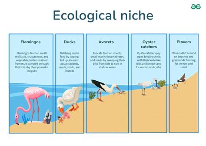 What is a good example of a niche?