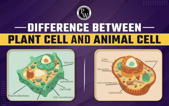 What is difference between plant and animal cell?