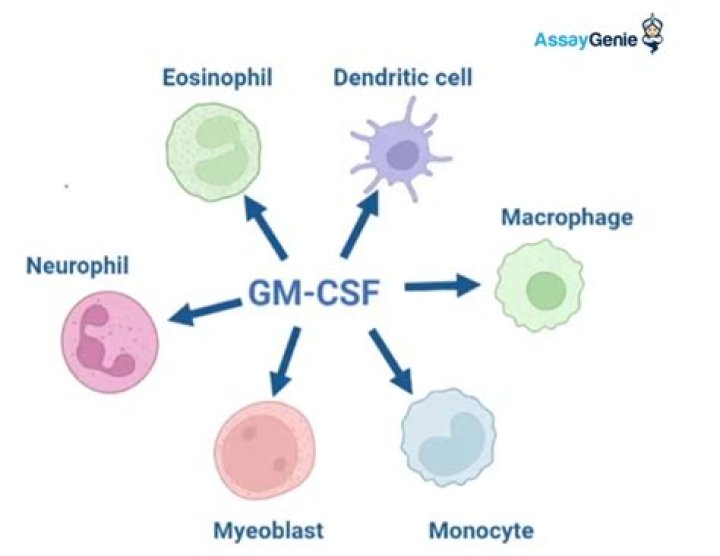 What is GM-CSF used for?