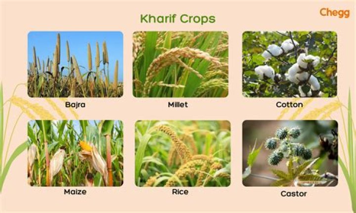 What is Karnataka main crop?