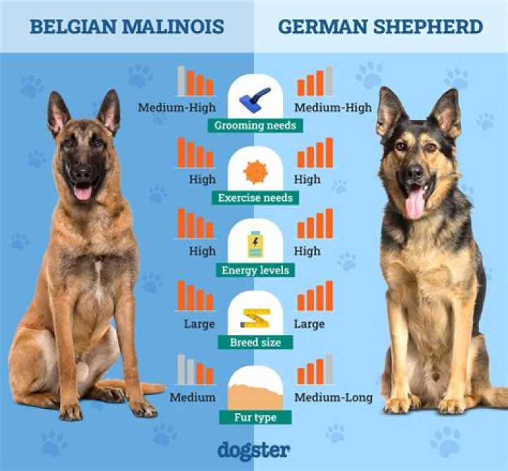 What is the average cost of a Belgian sheepdog?