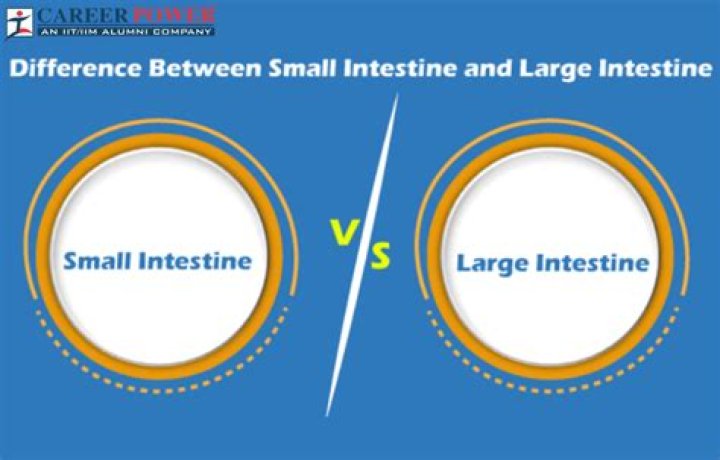 What is the difference between small and large organization?