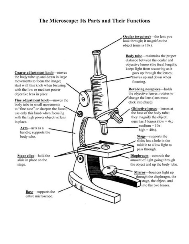 What is the function of the mirror in a microscope Brainly?