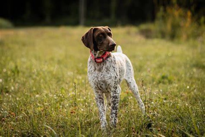 What is the GSP of California?
