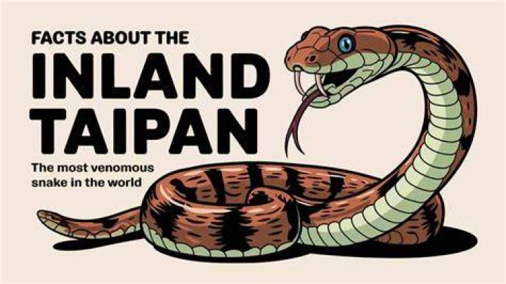 What is the meaning of the word Taipan?
