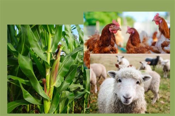 What is the practice of growing crops and raising animals?